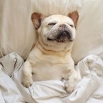 daily-cute-dog-in-bed-ftr